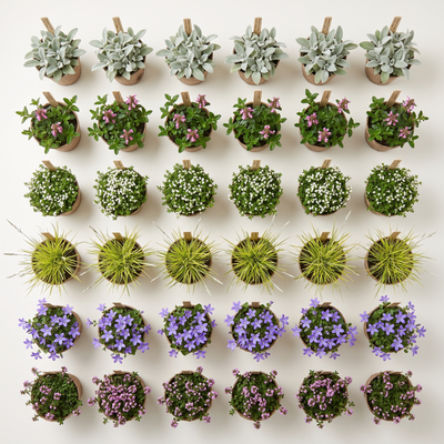 Pflanzenpaket Silver Dry Garden L mit 36 Stauden von oben