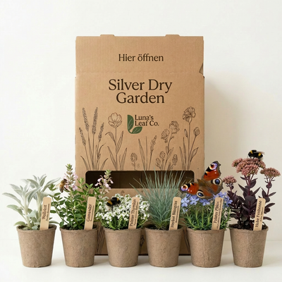 Staudenbeet Silver Dry Garden - Pflanzenpaket für Sonne - 36 Pflanzen - Größe L