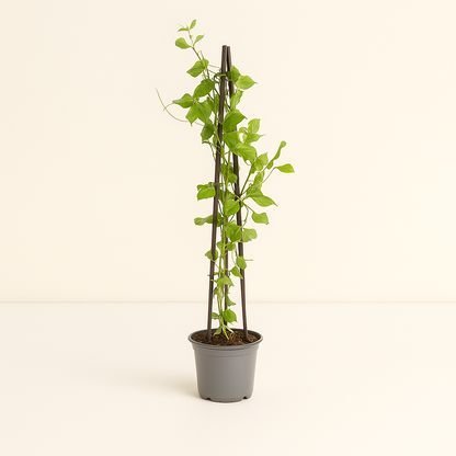 4x Sweet Pea – Lathyrus odoratus - Luna's Leaf Co. 