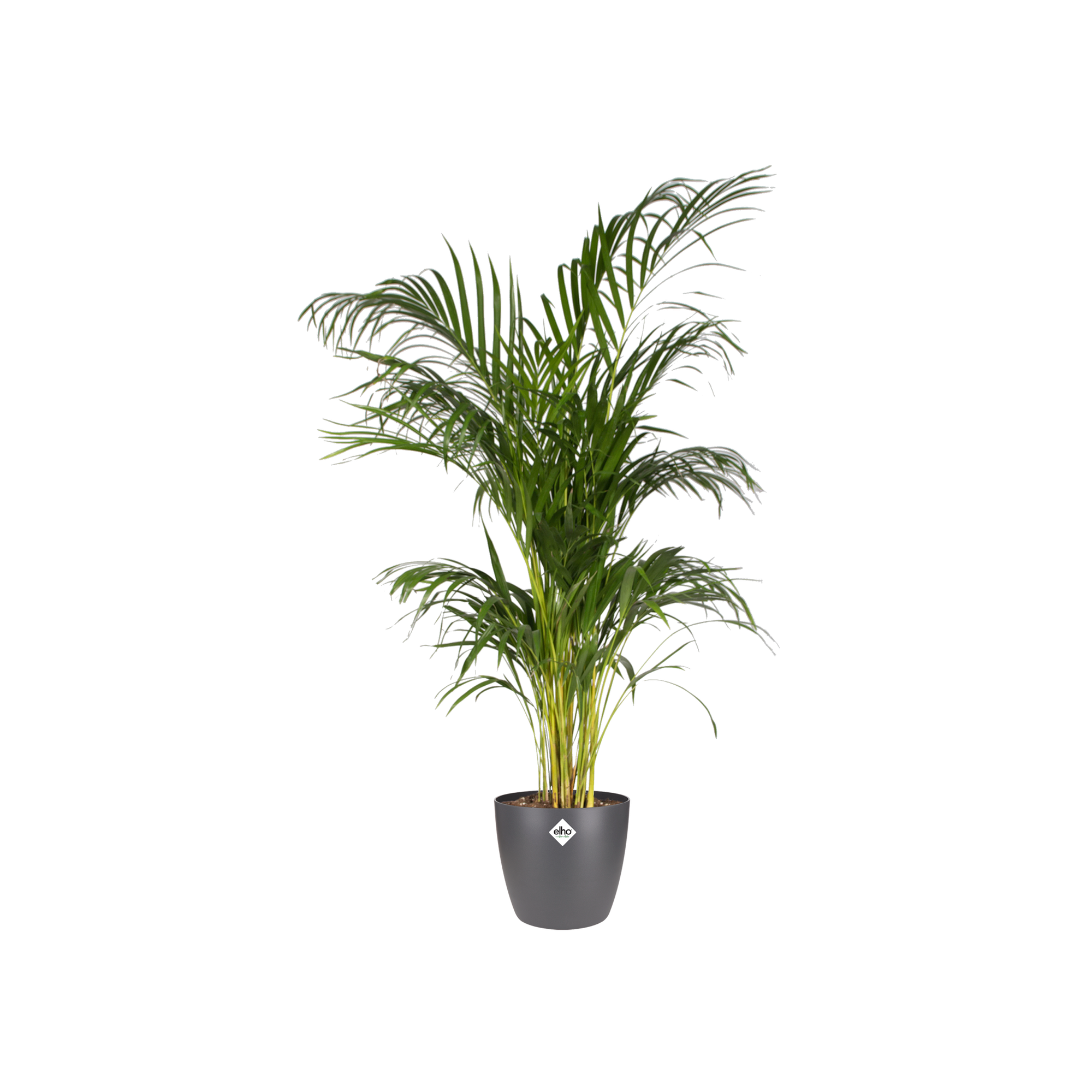 elho Brussels Rundtopf anthrazit – L – Ø30 cm, Höhe 27 cm - Luna's Leaf Co. 