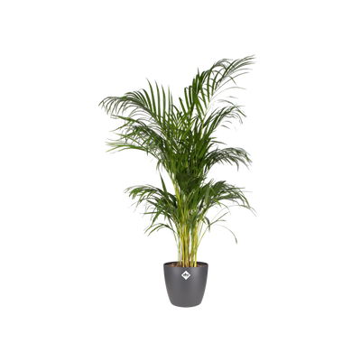 elho Brussels Rundtopf anthrazit – L – Ø30 cm, Höhe 27 cm - Luna's Leaf Co. 
