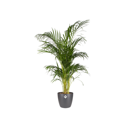 elho Brussels Rundtopf anthrazit – L – Ø30 cm, Höhe 27 cm - Luna's Leaf Co. 