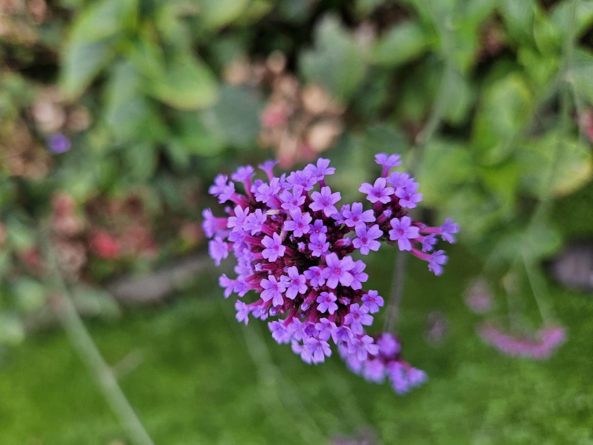 12x Verbena bon. 'Lollipop' - ↕10-25cm - Ø9cm - Luna's Leaf Co. 