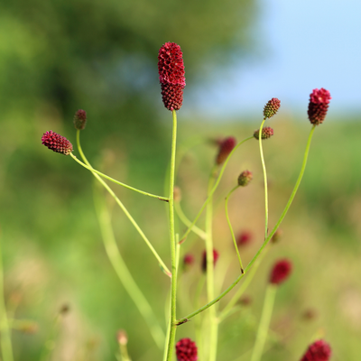 12x Sanguisorba o. 'Tanna' - ↕10-25cm - Ø9cm - Luna's Leaf Co. 