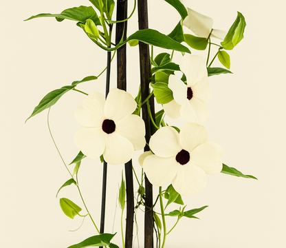 4x Sunny Susy White – Black-eyed Susan Vine – Thunbergia alata - Luna's Leaf Co. 