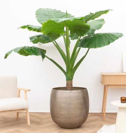 Pfeilblatt Portodora mit Stamm – Alocasia portodora - 180cm - Ø40 cm - Luna's Leaf Co. 