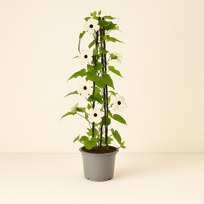 4x Sunny Susy White – Black-eyed Susan Vine – Thunbergia alata - Luna's Leaf Co. 