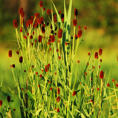 12x Sanguisorba o. 'Tanna' - ↕10-25cm - Ø9cm - Luna's Leaf Co. 