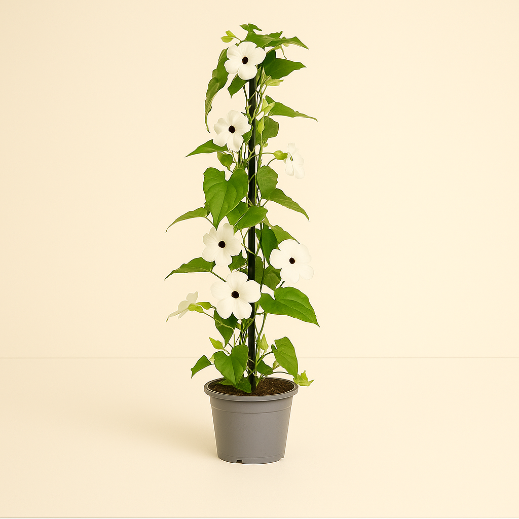 Sunny Susy 4 Pflanzen Mix – Black-eyed Susan Vine – Thunbergia alata Sunny Susy