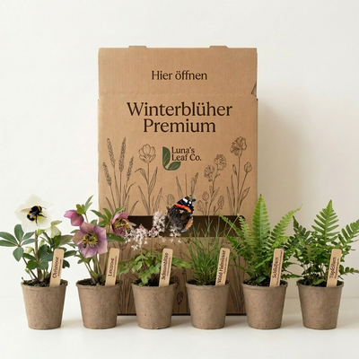 Staudenbeet Winterblüher Premium XL - Pflanzenpaket für Schatten - 72 Pflanzen - Größe XL
